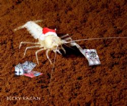 Happy Holidays from the Chanukkah/Christmas crayfish!!!! ... by Becky Kagan 
